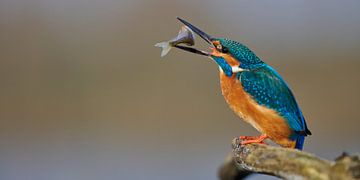 Martin-pêcheur - L'heure du repas ! Le mâle attrape un chevesne sur Martins-pêcheurs - Corné van Oosterhout