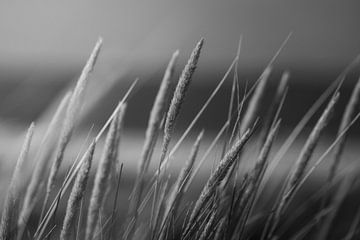 Casque en herbe dans le vent près de Scheveningen sur Erwin Huizing
