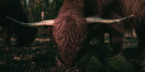 Grazende schotse hooglander in ochetend zonlicht