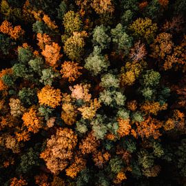 Herbstlicher Wald von Poster Art Shop