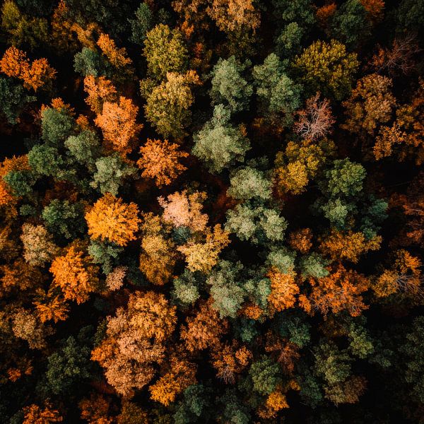 Forêt d'automne par Poster Art Shop