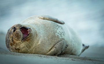 Hahaha, lachen joh met die zeehonden