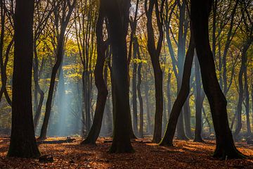 Dancing trees by Eelke Brandsma