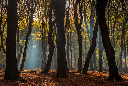 Arbres dansants sur Eelke Brandsma