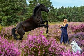 Tänzelndes schwarzes Pferd mit Frau und weißem Hund in blühendem Heidekraut - Magische Naturfotografie von Jolanda Hugens Kommers
