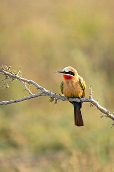 Bee-eater