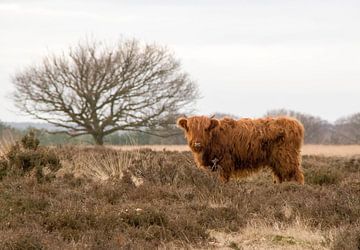 Schotse Hooglander by Arjen Schimmel