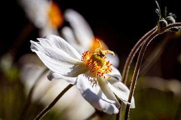 Anemone mit Spinne