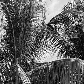 Zwart Wit Palm Bladeren van Henrike Schenk