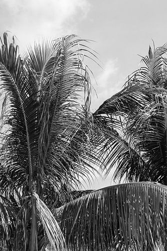 Black White Palm Leaves