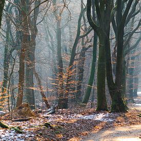 Een zonnige winterdag met mist in het Speulderbos van Richard de Boorder