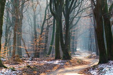 Een zonnige winterdag met mist in het Speulderbos von Richard de Boorder