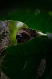 Faultiere - Das Symbol der Ruhe in Costa Ricas Nationalparks