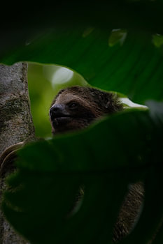 Sloth - The symbol of tranquillity in Costa Rica's national parks