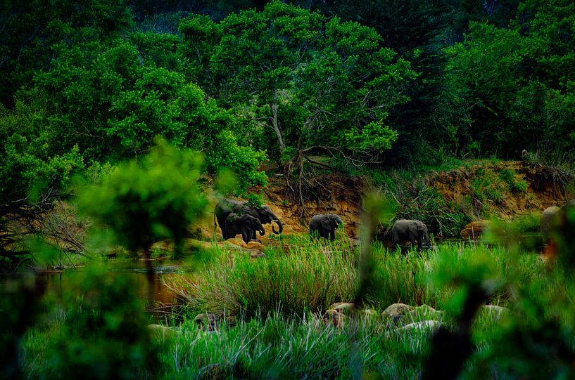 Elefanten-Safari von Johan Schouls