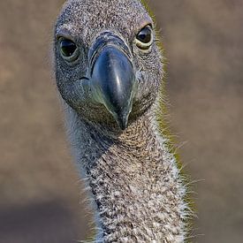 Was guckst du denn da? von Jan Enthoven Fotografie