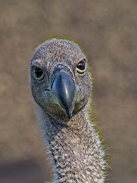 Waar kijk je naar...?? van Jan Enthoven Fotografie