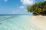 Palm tree on white beach by Laura Vink thumbnail