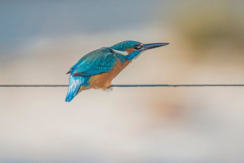 Eisvogel von Gert Hilbink