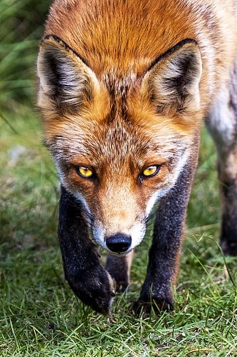 Renard dans les dunes de l'approvisionnement en eau d'Amsterdam sur Sander J