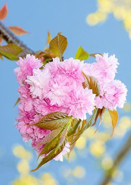 Macrofoto van roze kersenbloesems van een sierkersenboom van ManfredFotos