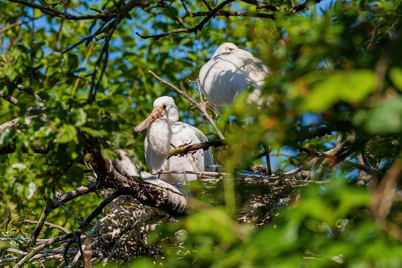 Jonge Lepelaar in het nest van Merijn Loch