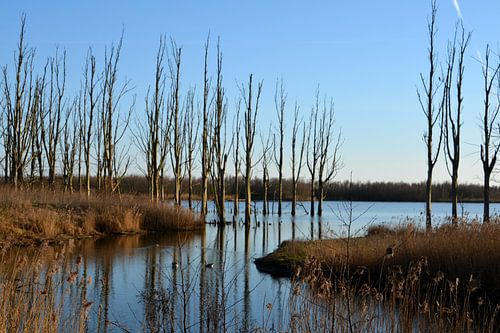 Des arbres qui se reflètent dans l'eau du Biesbosch