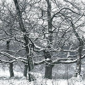winter trees van Jan Linskens