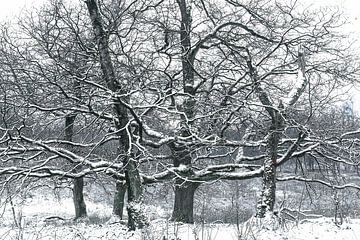 winter trees van Jan Linskens