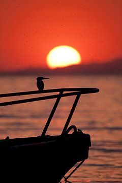 Sonnenuntergang am Eisvogel