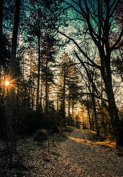 Early sunshine in the woods van Arjen Uijttenboogaart