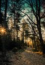 Early sunshine in the woods van Arjen Uijttenboogaart thumbnail