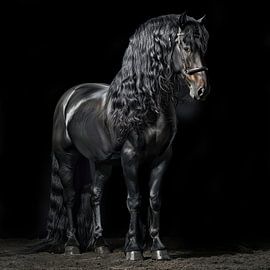 Stattliches Porträt eines schwarzen Friesenpferdes von Vlindertuin-Art