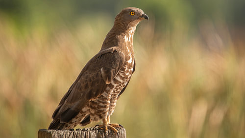 Honey buzzard... by Ans Bastiaanssen
