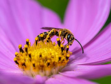 Macro of a furrow bee on a pink dahlia flower by ManfredFotos