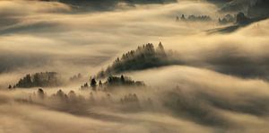 Nebel in Pieniny