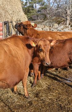 Vache rouge suédoise sur Geertjan Plooijer