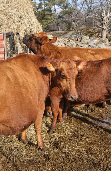 swedish red cow by Geertjan Plooijer