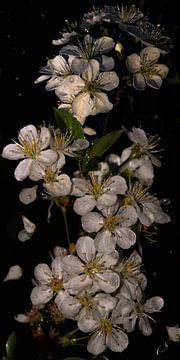 Cherry blossom - After rain by Christine Nöhmeier