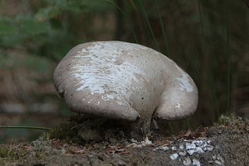 Grijze design paddenstoel van whmpictures .com