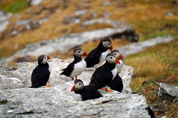 Papegaaiduikers op het eiland Skellig Michael in Ierland