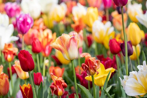 colorful tulip field