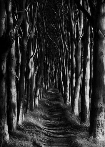 Path through the enchanted forest