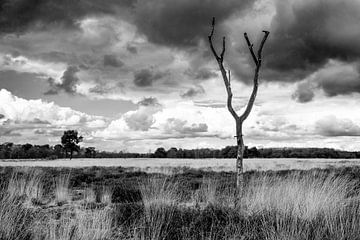 Natuurgebied de Regte Heide van Jeroen van Eijndhoven