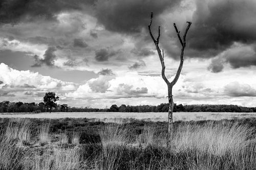 Natuurgebied de Regte Heide