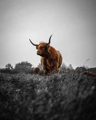 Scottish Highlander Schwarz weiß rot