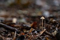 Baby paddenstoel | Herfst in het Bos