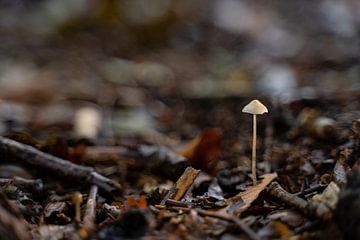 Baby paddenstoel | Herfst in het Bos van Noraly Verriet