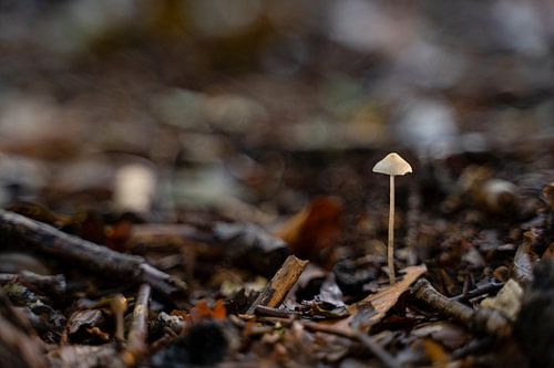 Baby mushroom | Autumn in the Forest