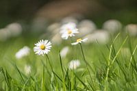 small flowers - ganz groß